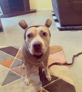 A dog with a sweater on